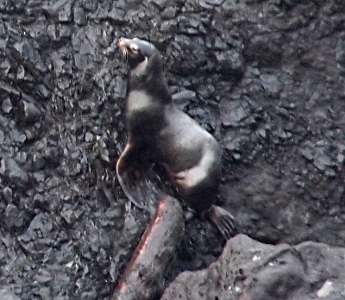 [This dark brown/black sea lion has three of four flippers visible as it appears to sit up on the rocky surface.]